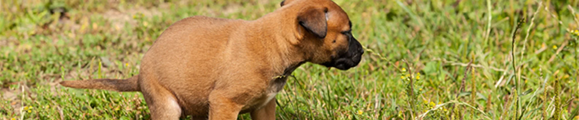 Verdauungsprobleme beim Hund.jpg Verdauungsprobleme beim Hund.jpg