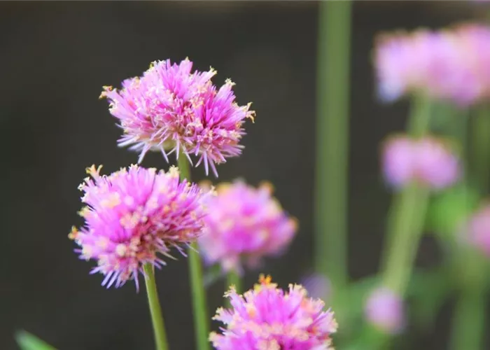 Echter Kugelamarant (Gomphrena) - Einpflanzen im Garten