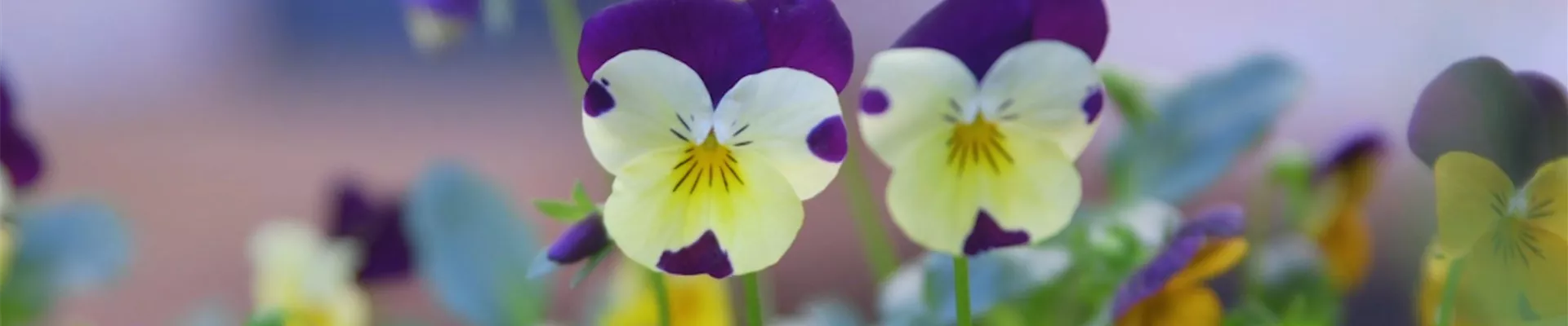 Wildes Stiefmütterchen - Einpflanzen im Garten (Thumbnail).jpg