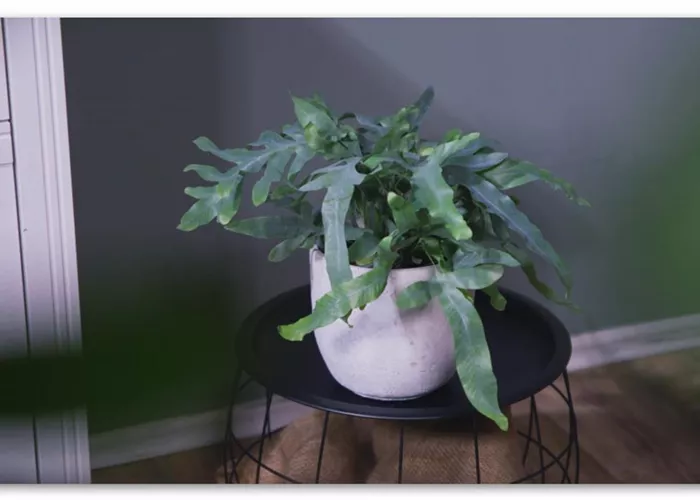 Zimmerpflanzenportrait - Blaufarn