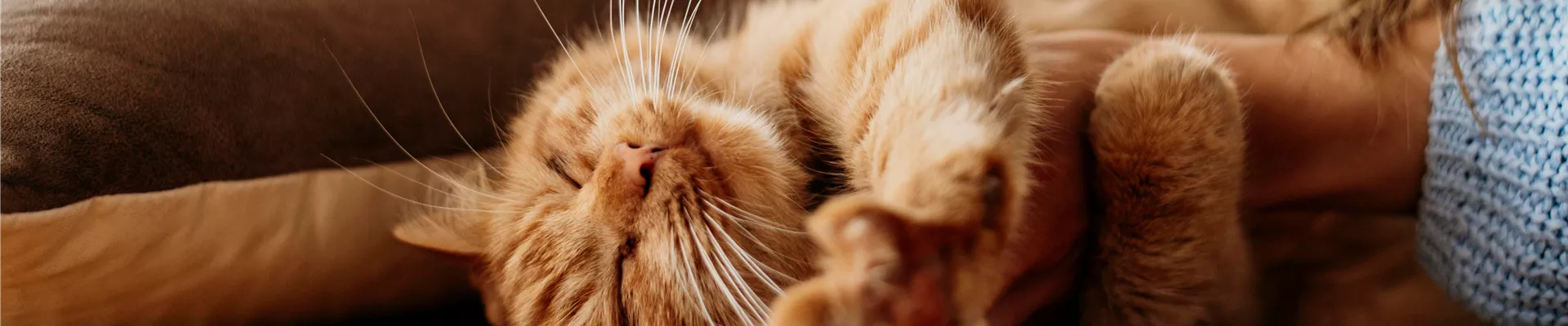 Katzen die beliebtesten Haustiere der Deutschen.jpg