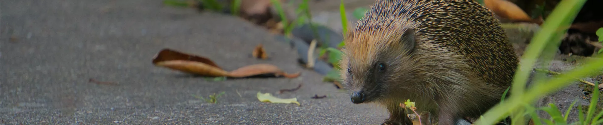 Igel im Herbst.jpg Igel im Herbst.jpg