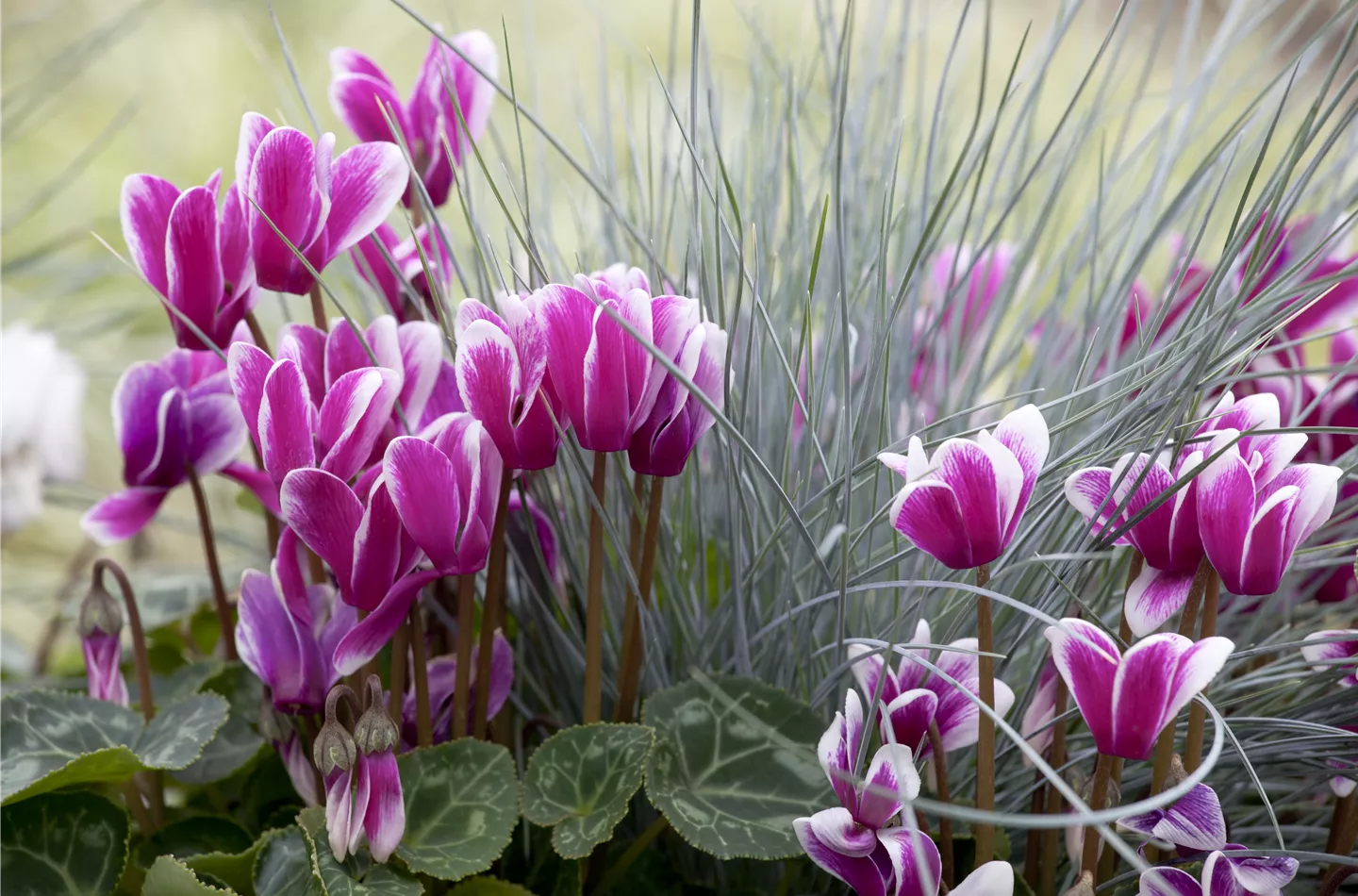 Alpenveilchen, zeitlose Klassiker 