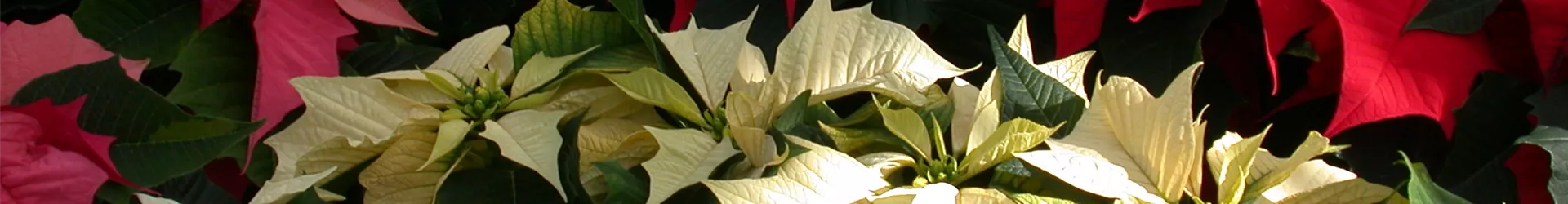 GS614843.jpg GS614843.jpg