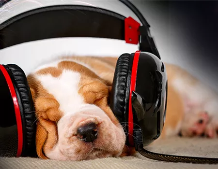 Tipps für ein entspanntes Silvester für deinen Hund