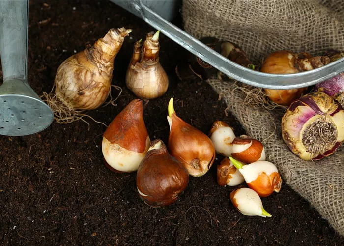 Sämereien & Blumenzwiebeln