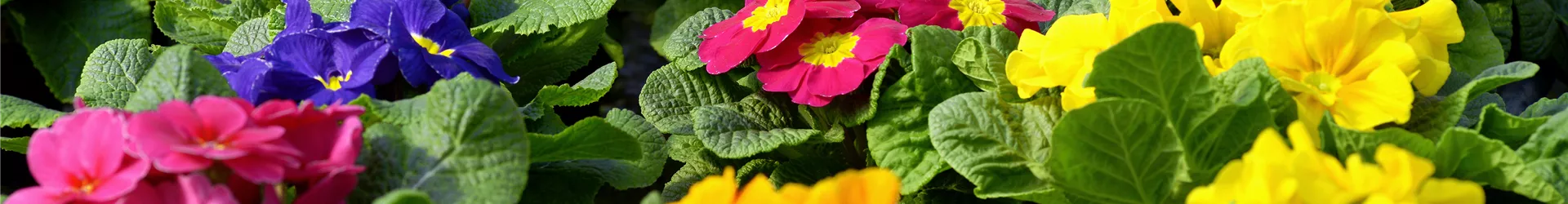 primroses-being-cultivated-field.jpg primroses-being-cultivated-field.jpg