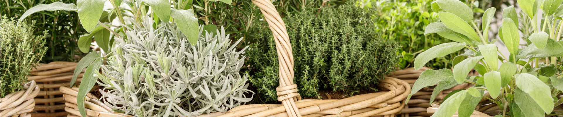 GS531504.jpg GS531504.jpg