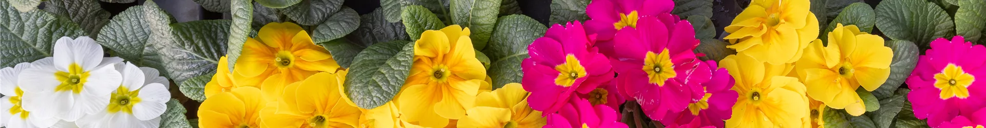 mehrfarbige-gartenprimelblumen.jpg