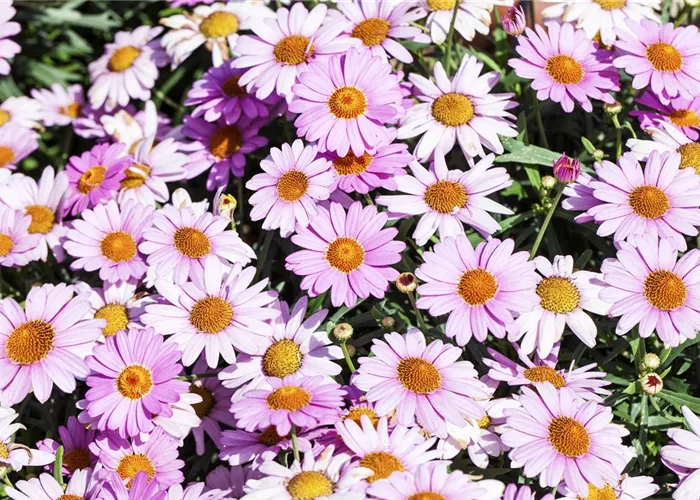 Das richtige Blumenbeet: eine Frage des Geschmacks