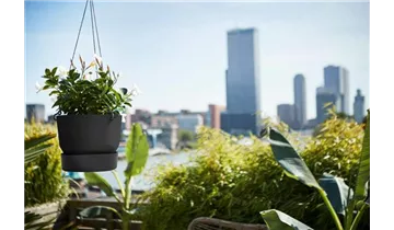Gartencenter Haubensak GmbH