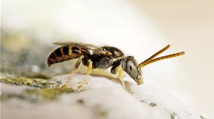 Nomioides_minutissimus_m_1_haselboeck.jpg
