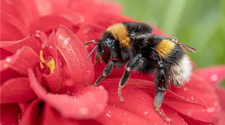 Dunkle-Erdhummel_PIXABAYhummel-4480904.jpg