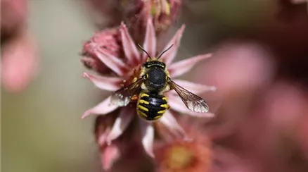 Garten-Wollbiene_Mr-Meijer_shutterstock_1440395927.jpg