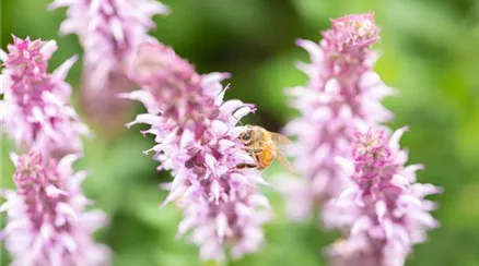 Salvia nemorosa 'Salute® Light Pink'