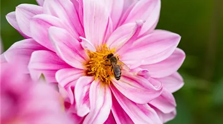 Biene an Dahlienblüte