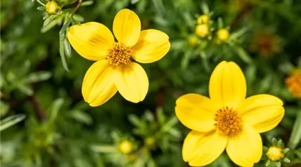 Bidens ferulifolia, gelb