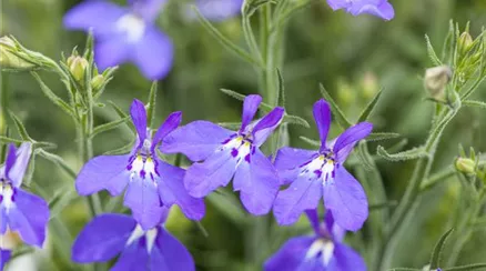 Lobelia erinus, blau