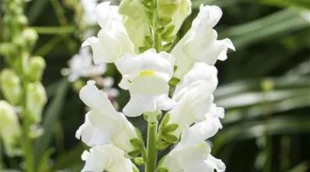 Antirrhinum