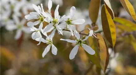Amelanchier