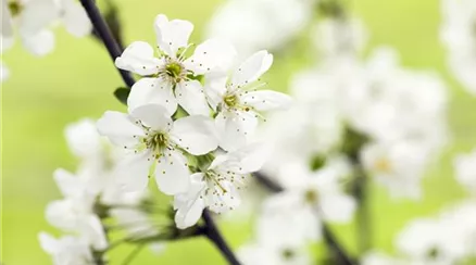 Prunus, Zierkirsche