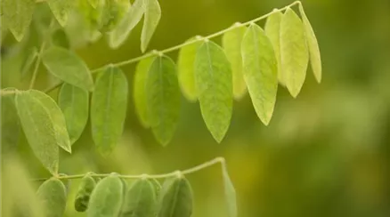 Sophora japonica 'Flaviramea'