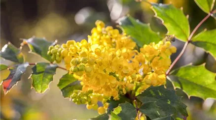 Mahonia aquifolium