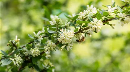 Ligustrum obtusifolium regelianum