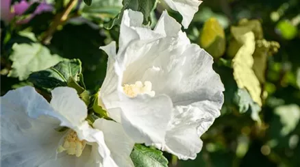Hibiscus syriacus, weiß