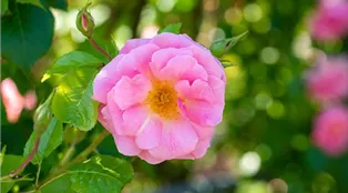 Wildrose