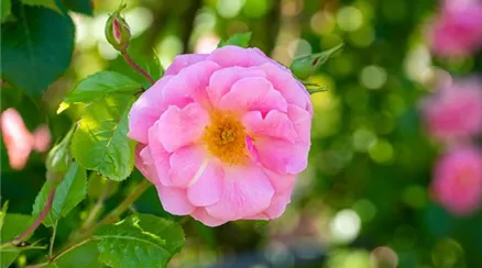 Wildrose